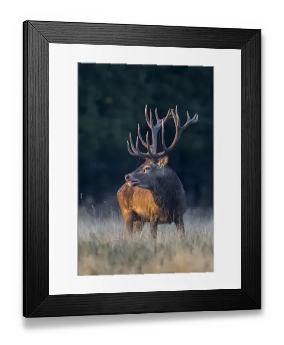 Framed Print : Red Deer -Cervus elaphus-, Klampenborg, Copenhagen, Denmark Framed Print : Red Deer -Cervus elaphus-, Klampenborg, Copenhagen, Denmark