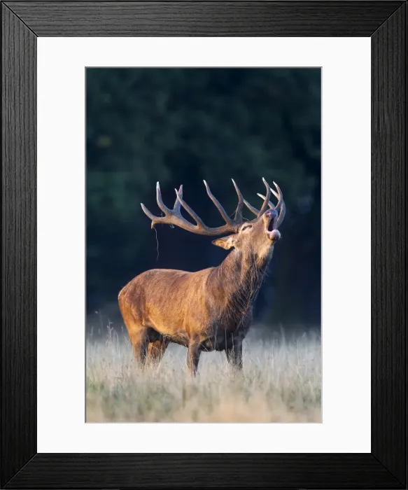 Framed Print : Red Deer -Cervus elaphus-, roaring stag, rut, Klampenborg, Copenhagen, Denmark Framed Print : Red Deer -Cervus elaphus-, roaring stag, rut, Klampenborg, Copenhagen, Denmark