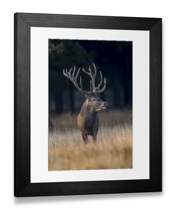Framed Print : Red Deer -Cervus elaphus-, Klampenborg, Copenhagen, Denmark Framed Print : Red Deer -Cervus elaphus-, Klampenborg, Copenhagen, Denmark