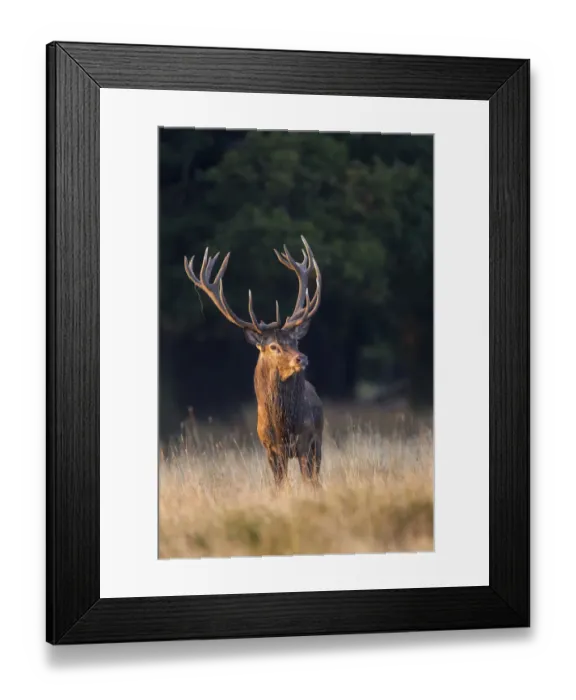 Framed Print : Red Deer -Cervus elaphus-, Klampenborg, Copenhagen, Denmark Framed Print : Red Deer -Cervus elaphus-, Klampenborg, Copenhagen, Denmark