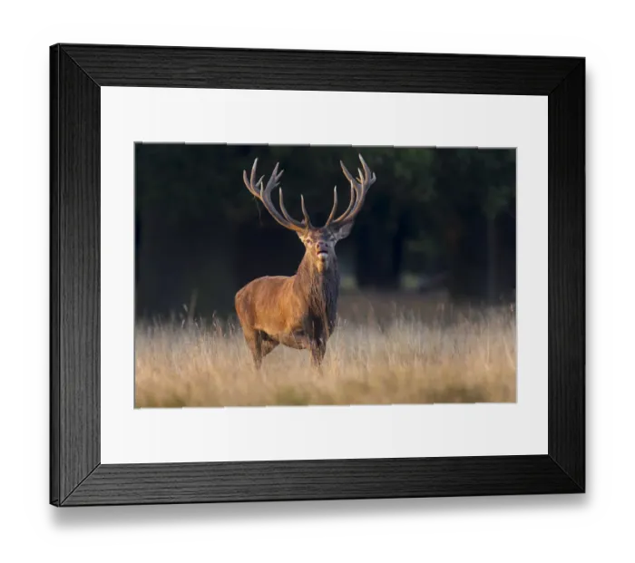 Framed Print : Red Deer -Cervus elaphus-, Klampenborg, Copenhagen, Denmark Framed Print : Red Deer -Cervus elaphus-, Klampenborg, Copenhagen, Denmark