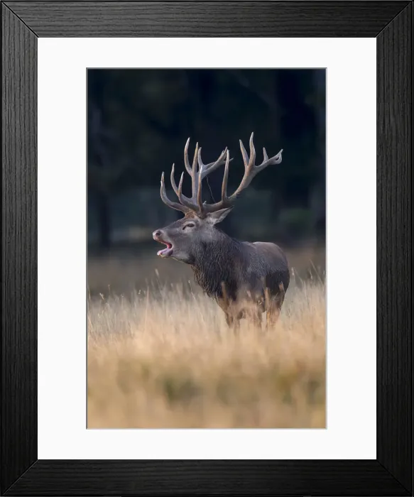 Framed Print : Red Deer -Cervus elaphus-, Klampenborg, Copenhagen, Denmark Framed Print : Red Deer -Cervus elaphus-, Klampenborg, Copenhagen, Denmark
