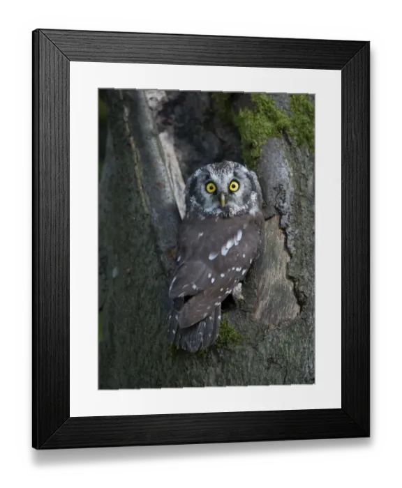 Framed Print : Boreal Owl or Tengmalms Owl -Aegolius funereus-, Rhineland-Palatinate, Germany Framed Print : Boreal Owl or Tengmalms Owl -Aegolius funereus-, Rhineland-Palatinate, Germany