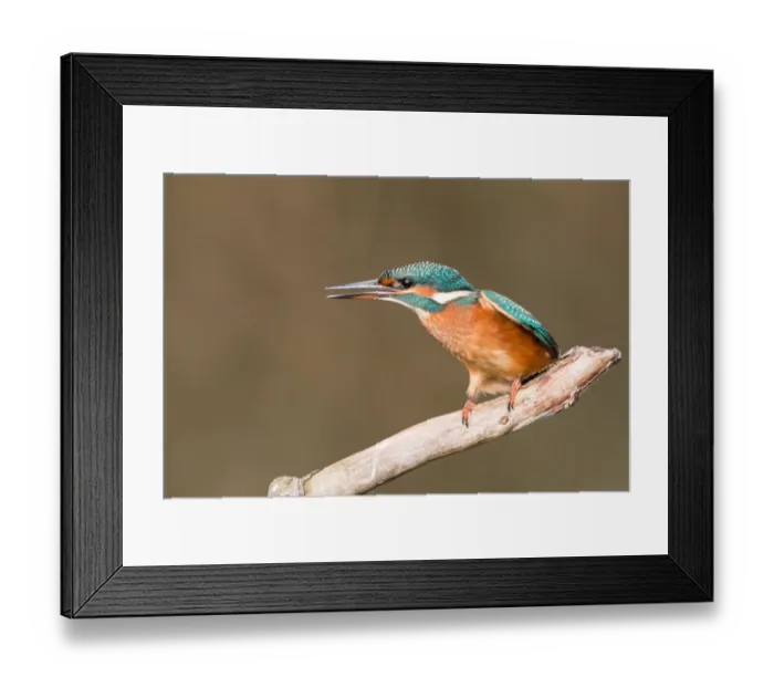 Framed Print : Common Kingfisher -Alcedo atthis-, young female, perched on a branch, threatening gesture, North Hesse, Hesse, Germany Framed Print : Common Kingfisher -Alcedo atthis-, young female, perched on a branch, threatening gesture, North Hesse, Hesse, Germany