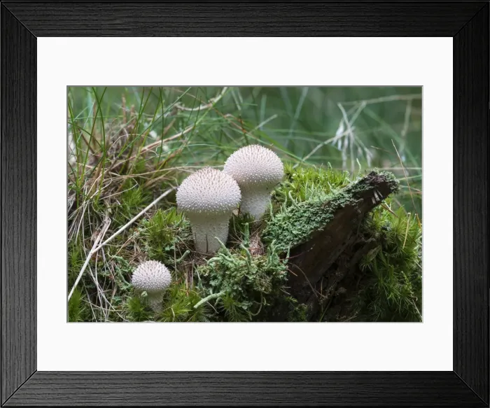 Framed Print : Common Puffball -Lycoperdon perlatum-, Bad Homburg, Hesse, Germany