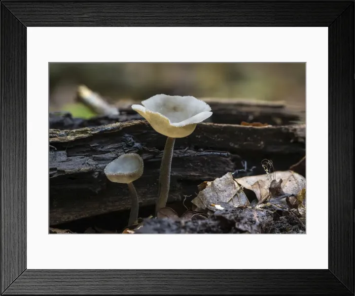 Framed Print : Felt Saddle -Helvella macropus-, Monchbruch forest, Russelsheim, Hesse, Germany Framed Print : Felt Saddle -Helvella macropus-, Monchbruch forest, Russelsheim, Hesse, Germany
