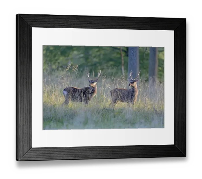 Framed Print : Sika Deer -Cervus nippon-, Denmark Framed Print : Sika Deer -Cervus nippon-, Denmark