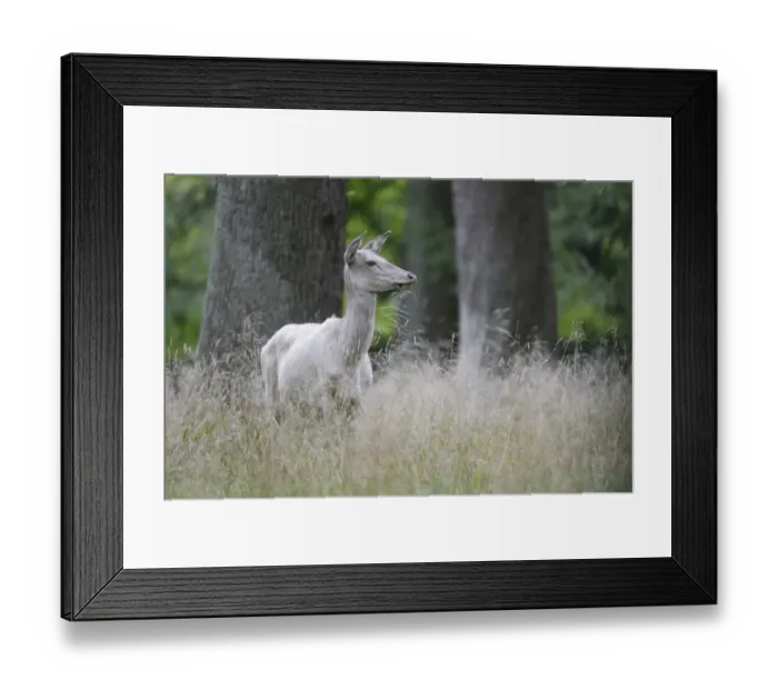 Framed Print : Red Deer -Cervus elaphus-, white, Denmark Framed Print : Red Deer -Cervus elaphus-, white, Denmark