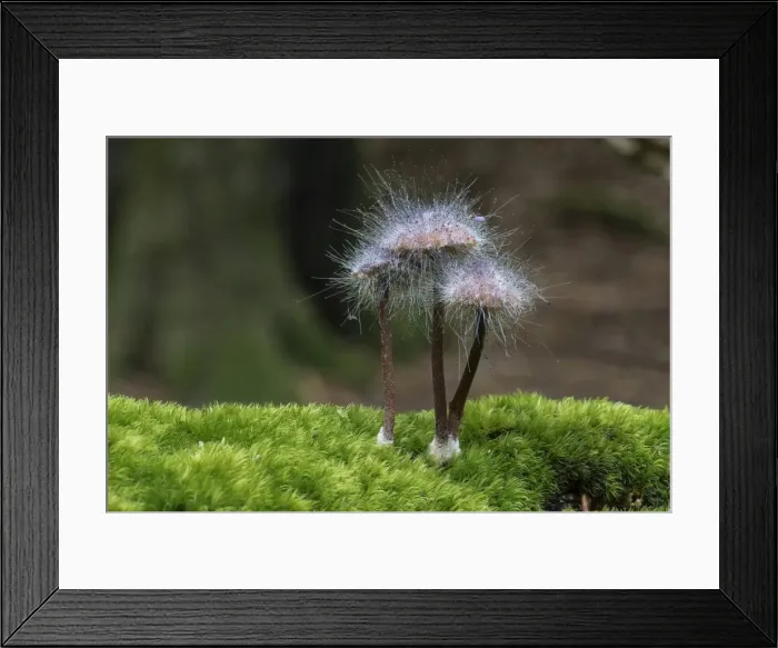 Framed Print : Bonnet Mould -Spinellus fusiger-, Monchbruch forest, Russelsheim, Hesse, Germany Framed Print : Bonnet Mould -Spinellus fusiger-, Monchbruch forest, Russelsheim, Hesse, Germany