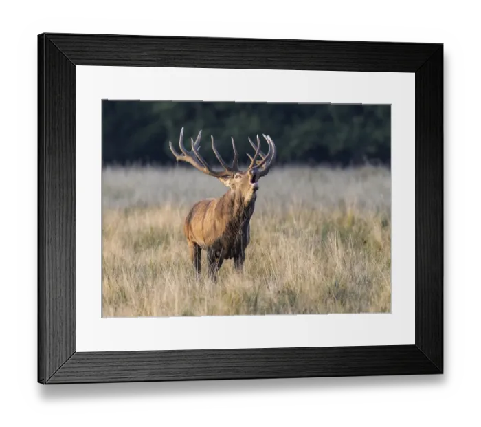 Framed Print : Red Deer -Cervus elaphus-, roaring stag, rut, Klampenborg, Copenhagen, Denmark Framed Print : Red Deer -Cervus elaphus-, roaring stag, rut, Klampenborg, Copenhagen, Denmark