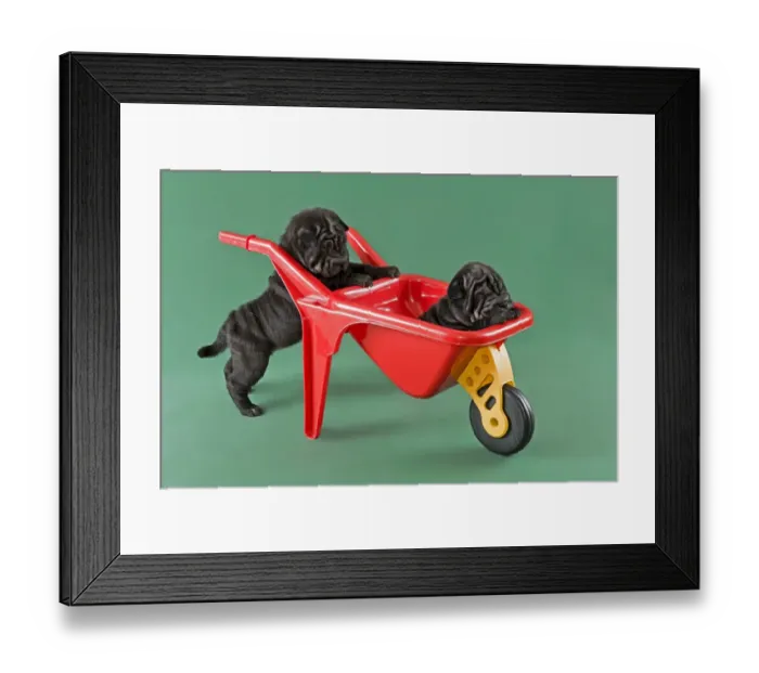 Framed Print : Shar-Pei or Chinese Shar-Pei, puppies, males, 8 weeks, colour red Framed Print : Shar-Pei or Chinese Shar-Pei, puppies, males, 8 weeks, colour red