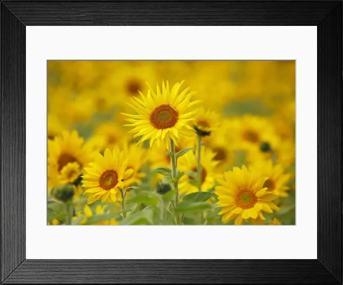 Framed Print : Sunflowers -Helianthus annuus-, sunflower field Framed Print : Sunflowers -Helianthus annuus-, sunflower field