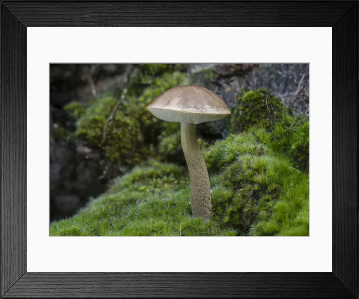 Framed Print : Brown Birch Bolete -Leccinum scabrum-, Henne, Region of Southern Denmark, Denmark Framed Print : Brown Birch Bolete -Leccinum scabrum-, Henne, Region of Southern Denmark, Denmark