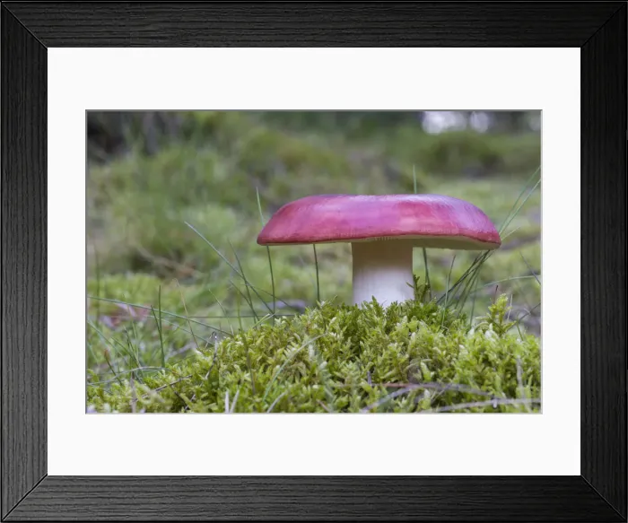 Framed Print : Russula Mushroom -Russula spec. -, Henne, Region of Southern Denmark, Denmark Framed Print : Russula Mushroom -Russula spec. -, Henne, Region of Southern Denmark, Denmark