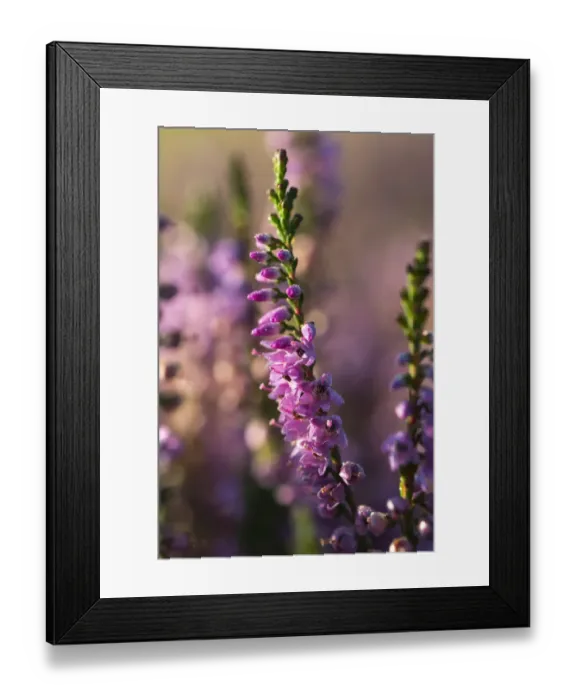 Framed Print : Blooming Heather -Calluna vulgaris- with dewdrops in the morning sun, Oksbol, Region of Southern Denmark, Denmark Framed Print : Blooming Heather -Calluna vulgaris- with dewdrops in the morning sun, Oksbol, Region of Southern Denmark, Denmark