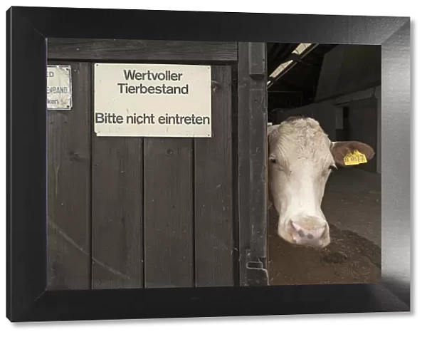 Dairy cow looking out of a barn, left sign wertvoller Tierbestand, German for valuable livestock, Bavaria, Germany