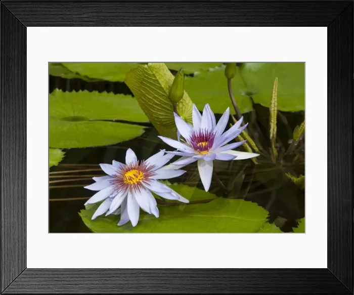 Framed Print : Water Lilies -Nymphaea-, Planten un Blomen Botanical Garden, Hamburg, Germany Framed Print : Water Lilies -Nymphaea-, Planten un Blomen Botanical Garden, Hamburg, Germany