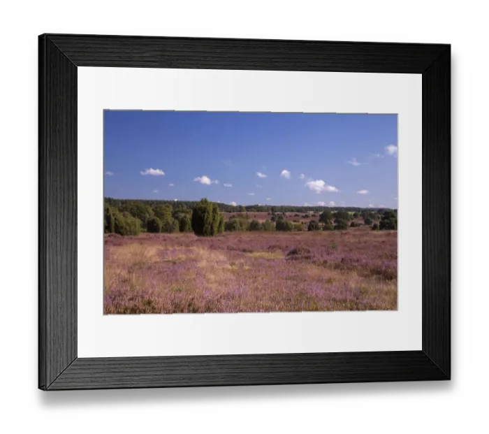 Framed Print : Countryside with flowering Heather -Calluna vulgaris-, heathland bloom season, Luneburg Heath Nature Park, near Schneverdingen, Lower Saxony, Germany Framed Print : Countryside with flowering Heather -Calluna vulgaris-, heathland bloom season, Luneburg Heath Nature Park, near Schneverdingen, Lower Saxony, Germany