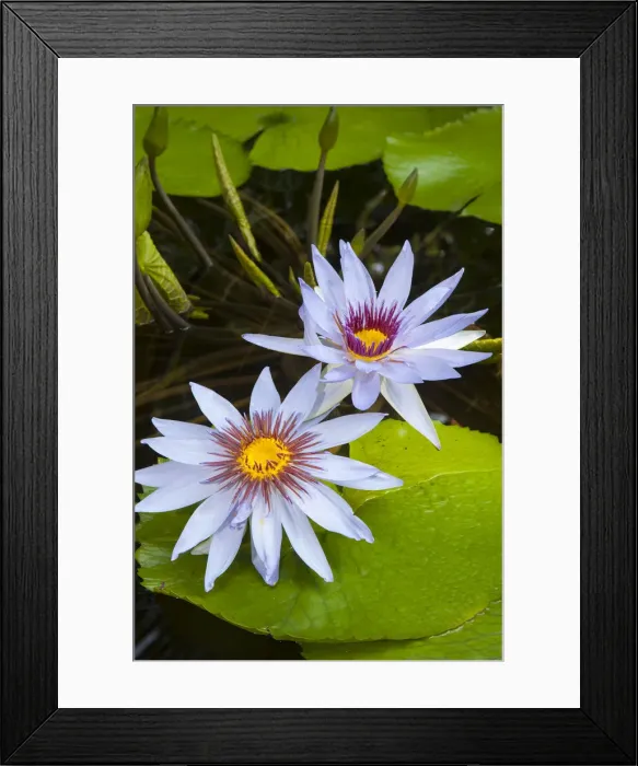 Framed Print : Water Lilies -Nymphaea-, Planten un Blomen Botanical Garden, Hamburg, Germany Framed Print : Water Lilies -Nymphaea-, Planten un Blomen Botanical Garden, Hamburg, Germany