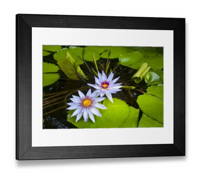 Framed Print : Water Lilies -Nymphaea-, Planten un Blomen Botanical Garden, Hamburg, Germany Framed Print : Water Lilies -Nymphaea-, Planten un Blomen Botanical Garden, Hamburg, Germany