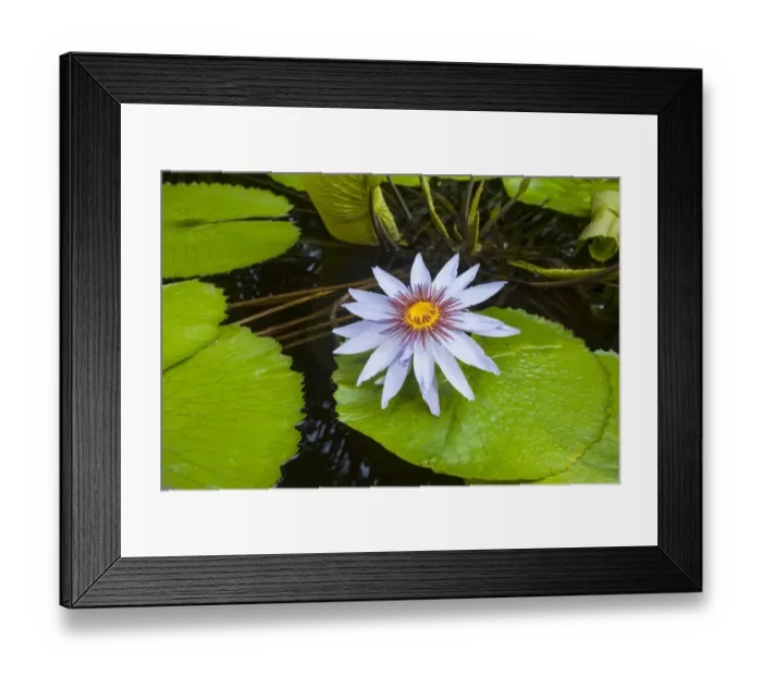 Framed Print : Water Lilies -Nymphaea-, Planten un Blomen Botanical Garden, Hamburg, Germany Framed Print : Water Lilies -Nymphaea-, Planten un Blomen Botanical Garden, Hamburg, Germany