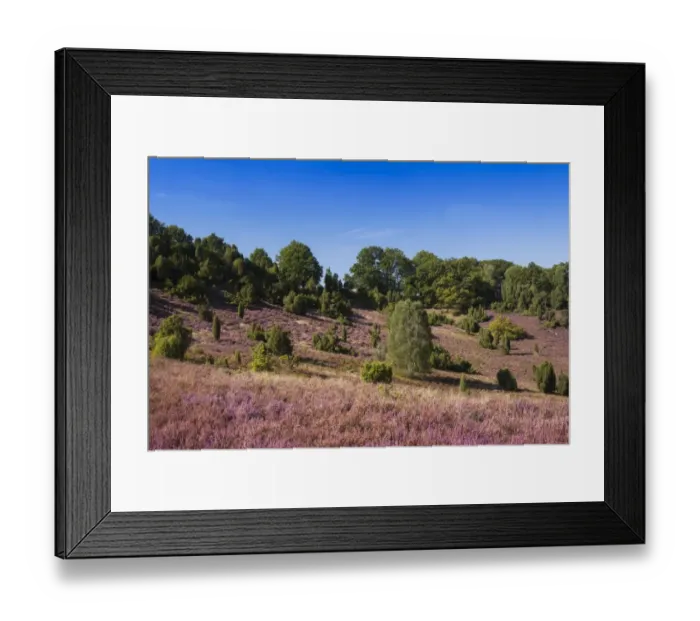 Framed Print : Countryside with flowering Heather -Calluna vulgaris-, heathland bloom season, Luneburg Heath Nature Park, near Undeloh at Totengrund, Lower Saxony, Germany Framed Print : Countryside with flowering Heather -Calluna vulgaris-, heathland bloom season, Luneburg Heath Nature Park, near Undeloh at Totengrund, Lower Saxony, Germany
