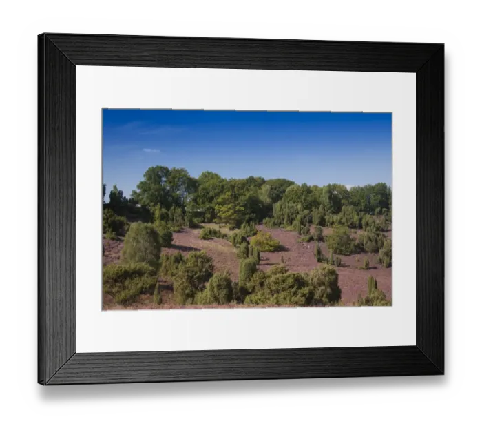 Framed Print : Countryside with flowering Heather -Calluna vulgaris-, heathland bloom season, Luneburg Heath Nature Park, near Undeloh at Totengrund, Lower Saxony, Germany Framed Print : Countryside with flowering Heather -Calluna vulgaris-, heathland bloom season, Luneburg Heath Nature Park, near Undeloh at Totengrund, Lower Saxony, Germany