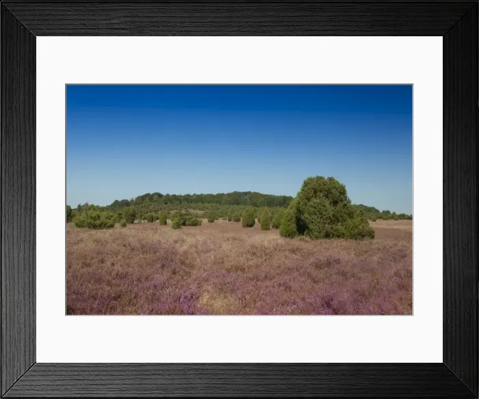 Framed Print : Countryside with flowering Heather -Calluna vulgaris- and Juniper, Luneburg Heath Nature Park, near Undeloh, Lower Saxony, Germany Framed Print : Countryside with flowering Heather -Calluna vulgaris- and Juniper, Luneburg Heath Nature Park, near Undeloh, Lower Saxony, Germany