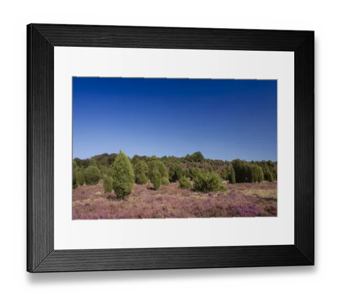 Framed Print : Countryside with flowering Heather -Calluna vulgaris- and Juniper, Luneburg Heath Nature Park, near Undeloh, Lower Saxony, Germany Framed Print : Countryside with flowering Heather -Calluna vulgaris- and Juniper, Luneburg Heath Nature Park, near Undeloh, Lower Saxony, Germany