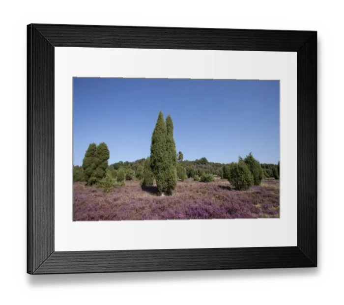 Framed Print : Countryside with flowering Heather -Calluna vulgaris- and Juniper, Luneburg Heath Nature Park, near Undeloh, Lower Saxony, Germany Framed Print : Countryside with flowering Heather -Calluna vulgaris- and Juniper, Luneburg Heath Nature Park, near Undeloh, Lower Saxony, Germany