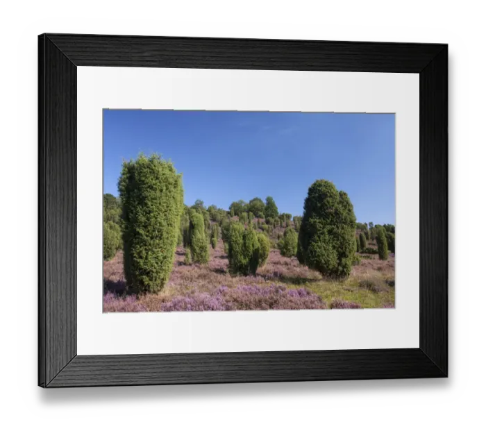 Framed Print : Countryside with flowering Heather -Calluna vulgaris- and Juniper, Luneburg Heath Nature Park, near Undeloh, Lower Saxony, Germany Framed Print : Countryside with flowering Heather -Calluna vulgaris- and Juniper, Luneburg Heath Nature Park, near Undeloh, Lower Saxony, Germany