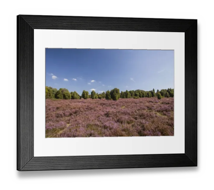Framed Print : Countryside with flowering Heather -Calluna vulgaris- and Juniper, Luneburg Heath Nature Park, near Undeloh, Lower Saxony, Germany Framed Print : Countryside with flowering Heather -Calluna vulgaris- and Juniper, Luneburg Heath Nature Park, near Undeloh, Lower Saxony, Germany