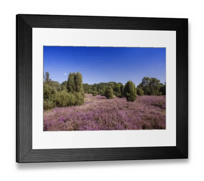 Framed Print : Countryside with flowering Heather -Calluna vulgaris- and Juniper, Luneburg Heath Nature Park, near Undeloh, Lower Saxony, Germany Framed Print : Countryside with flowering Heather -Calluna vulgaris- and Juniper, Luneburg Heath Nature Park, near Undeloh, Lower Saxony, Germany
