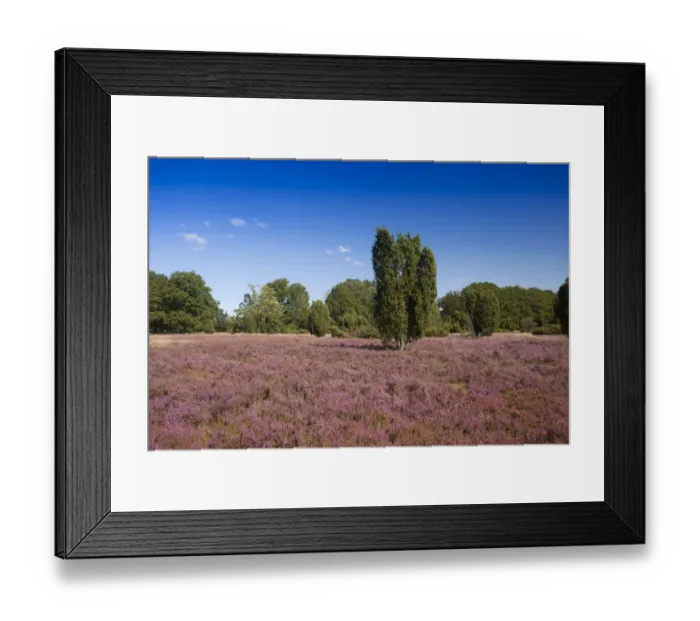 Framed Print : Countryside with flowering Heather -Calluna vulgaris- and Juniper, Luneburg Heath Nature Park, near Undeloh, Lower Saxony, Germany Framed Print : Countryside with flowering Heather -Calluna vulgaris- and Juniper, Luneburg Heath Nature Park, near Undeloh, Lower Saxony, Germany