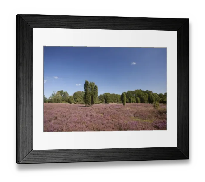Framed Print : Countryside with flowering Heather -Calluna vulgaris- and Juniper, Luneburg Heath Nature Park, near Undeloh, Lower Saxony, Germany Framed Print : Countryside with flowering Heather -Calluna vulgaris- and Juniper, Luneburg Heath Nature Park, near Undeloh, Lower Saxony, Germany