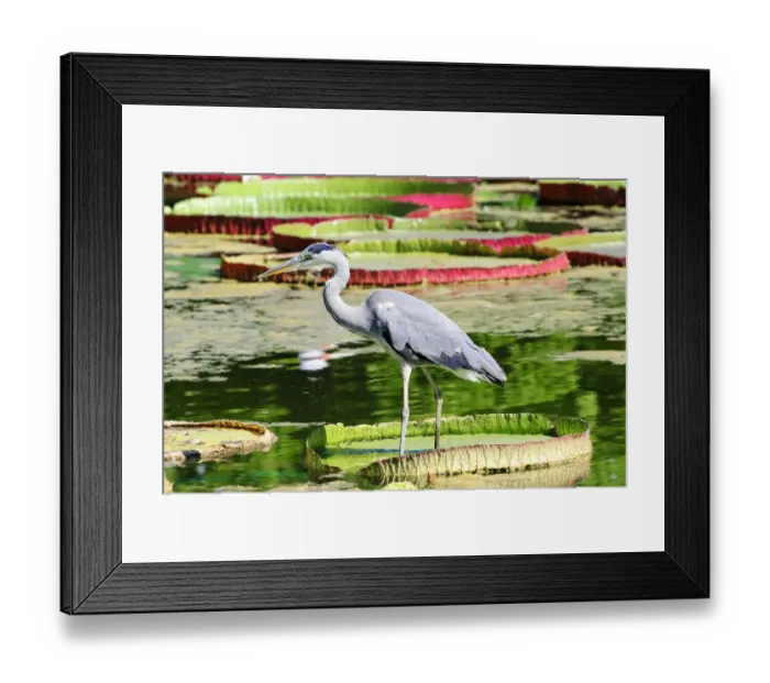 Framed Print : Grey Heron -Ardea cinerea- in a lily pond, Germany Framed Print : Grey Heron -Ardea cinerea- in a lily pond, Germany