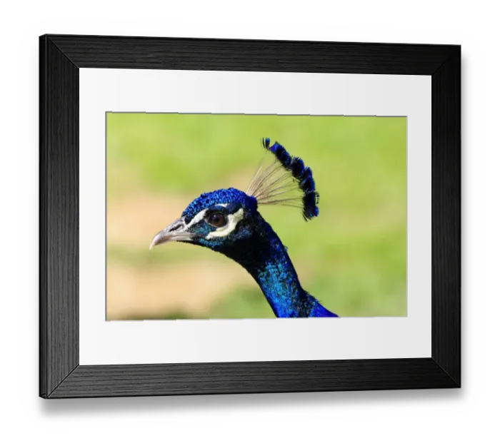 Framed Print : Blue Peacock -Pavo cristatus-, portrait, captive Framed Print : Blue Peacock -Pavo cristatus-, portrait, captive