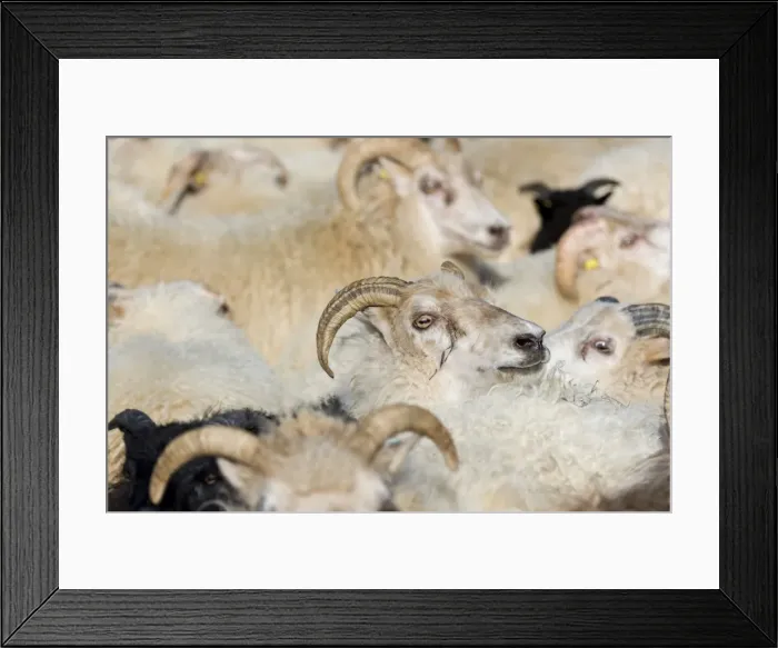 Framed Print : Flock of sheep, crowded in a pen, sheep transhumance, near Hofn, Iceland Framed Print : Flock of sheep, crowded in a pen, sheep transhumance, near Hofn, Iceland