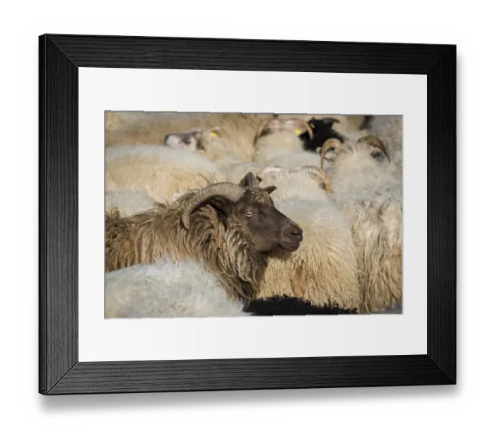 Framed Print : Flock of sheep, crowded in a pen, sheep transhumance, near Hofn, Iceland Framed Print : Flock of sheep, crowded in a pen, sheep transhumance, near Hofn, Iceland