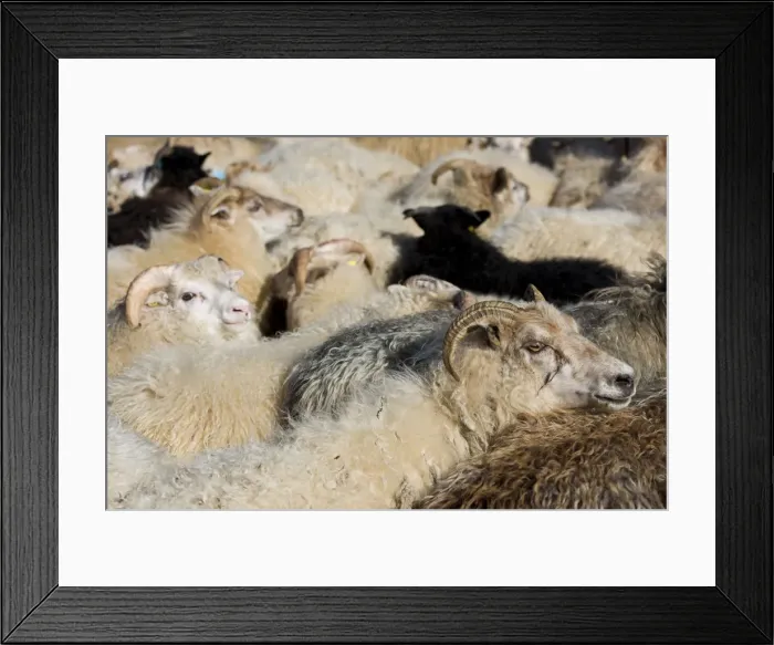 Framed Print : Flock of sheep, crowded in a pen, sheep transhumance, near Hofn, Iceland