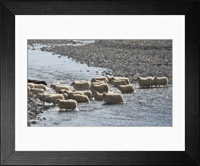 Framed Print : Flock of sheep crossing a river, sheep transhumance, near Hofn, Iceland Framed Print : Flock of sheep crossing a river, sheep transhumance, near Hofn, Iceland