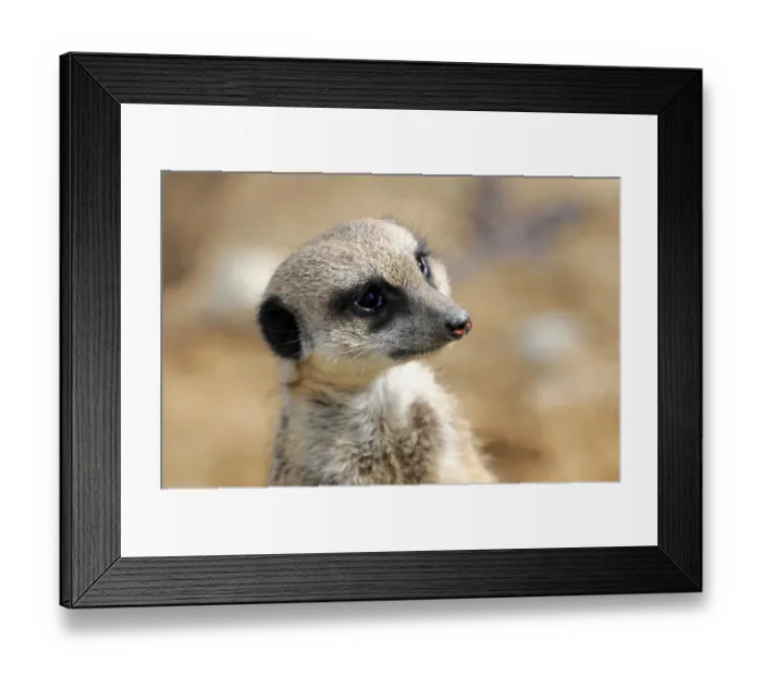 Framed Print : Meerkat -Suricata suricatta-, captive, Germany Framed Print : Meerkat -Suricata suricatta-, captive, Germany
