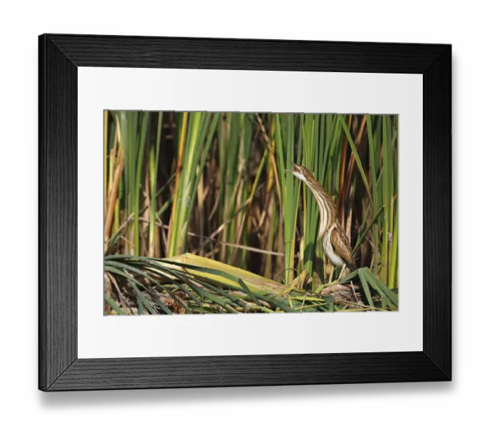 Framed Print : Little Bittern -Ixobrychus minutus-, juvenile bird regurgitating at the reed edge, Kuhnauer See lake, Dessau-Rosslau, Saxony-Anhalt, Germany Framed Print : Little Bittern -Ixobrychus minutus-, juvenile bird regurgitating at the reed edge, Kuhnauer See lake, Dessau-Rosslau, Saxony-Anhalt, Germany