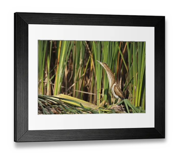 Framed Print : Little Bittern -Ixobrychus minutus-, juvenile bird in its habitat at the reed edge, Kuhnauer See lake, Dessau-Rosslau, Saxony-Anhalt, Germany Framed Print : Little Bittern -Ixobrychus minutus-, juvenile bird in its habitat at the reed edge, Kuhnauer See lake, Dessau-Rosslau, Saxony-Anhalt, Germany