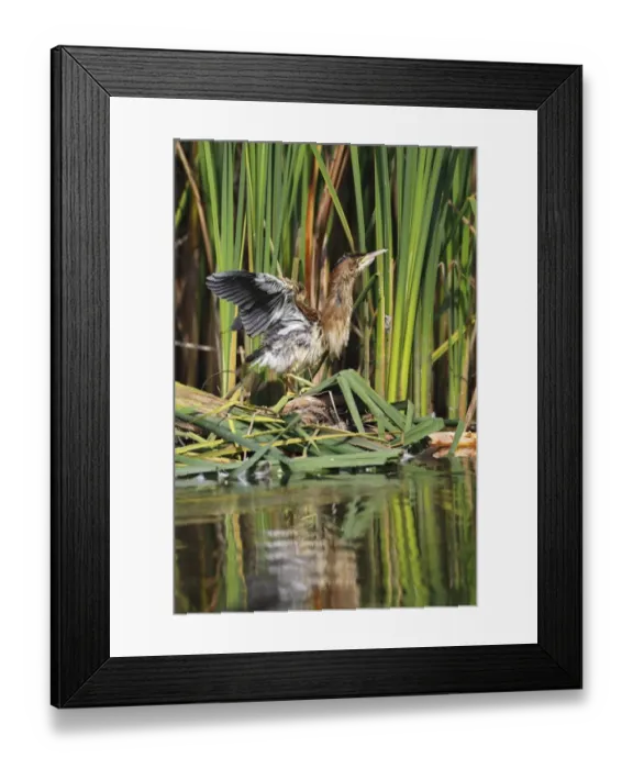 Framed Print : Little Bittern -Ixobrychus minutus-, juvenile bird in threatening posture at the reed edge, Kuhnauer See lake, Dessau-Rosslau, Saxony-Anhalt, Germany Framed Print : Little Bittern -Ixobrychus minutus-, juvenile bird in threatening posture at the reed edge, Kuhnauer See lake, Dessau-Rosslau, Saxony-Anhalt, Germany