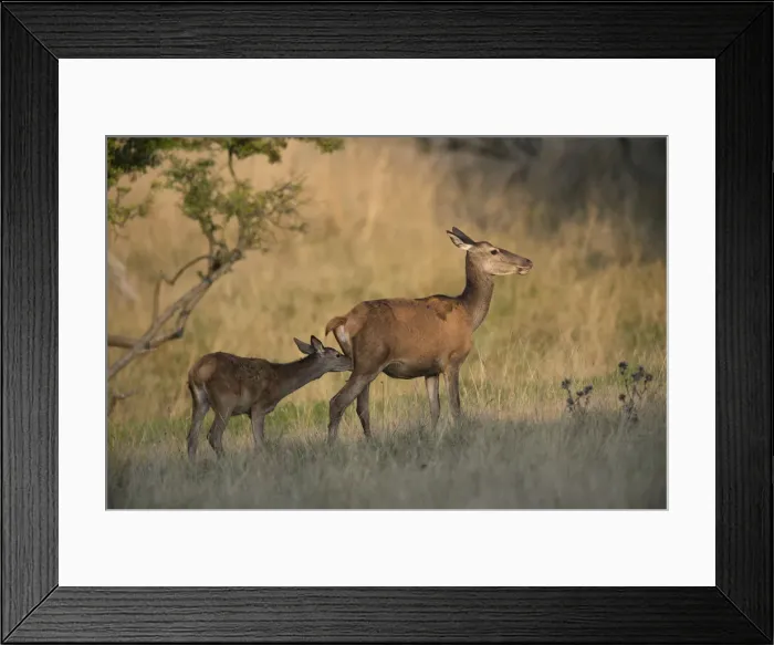 Framed Print : Red Deer -Cervus elaphus-, hind and fawn, Copenhagen, Denmark Framed Print : Red Deer -Cervus elaphus-, hind and fawn, Copenhagen, Denmark