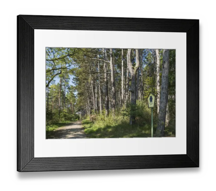 Framed Print : Pine forest -Pinus sylvestris-, nature reserve, former inner German border, green belt, near Gedenkstatte Point Alpha Memorial, Geysa, Rhon hills, Thuringia, Germany Framed Print : Pine forest -Pinus sylvestris-, nature reserve, former inner German border, green belt, near Gedenkstatte Point Alpha Memorial, Geysa, Rhon hills, Thuringia, Germany