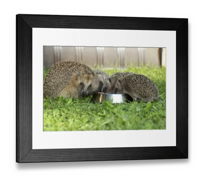 Framed Print : Hedgehog -Erinaceus europaeus-, female and young animals, 4 weeks, feeding from feeding bowl in the garden, Allgau, Bavaria, Germany Framed Print : Hedgehog -Erinaceus europaeus-, female and young animals, 4 weeks, feeding from feeding bowl in the garden, Allgau, Bavaria, Germany