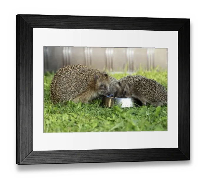 Framed Print : Hedgehog -Erinaceus europaeus-, female and young animals, 4 weeks, feeding from feeding bowl in the garden, Allgau, Bavaria, Germany Framed Print : Hedgehog -Erinaceus europaeus-, female and young animals, 4 weeks, feeding from feeding bowl in the garden, Allgau, Bavaria, Germany