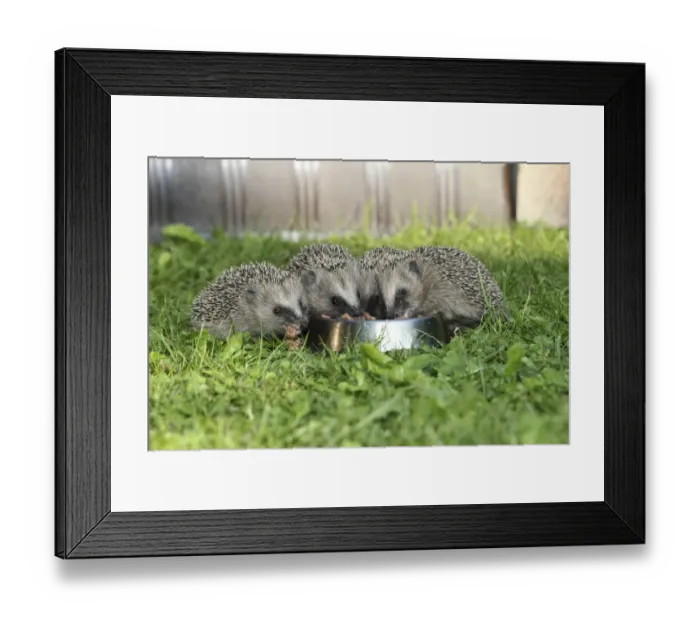 Framed Print : Hedgehog -Erinaceus europaeus-, young animals, 4 weeks, feeding from feeding bowl in the garden, Allgau, Bavaria, Germany Framed Print : Hedgehog -Erinaceus europaeus-, young animals, 4 weeks, feeding from feeding bowl in the garden, Allgau, Bavaria, Germany